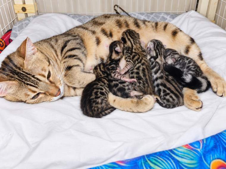 Delilah nursing her September litter