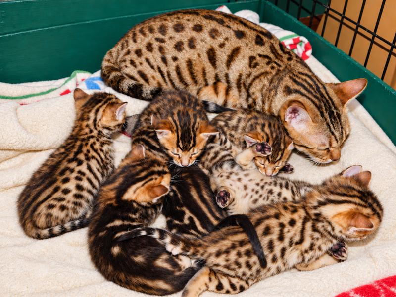 Delilah resting with her litter of Cheetoh kittens