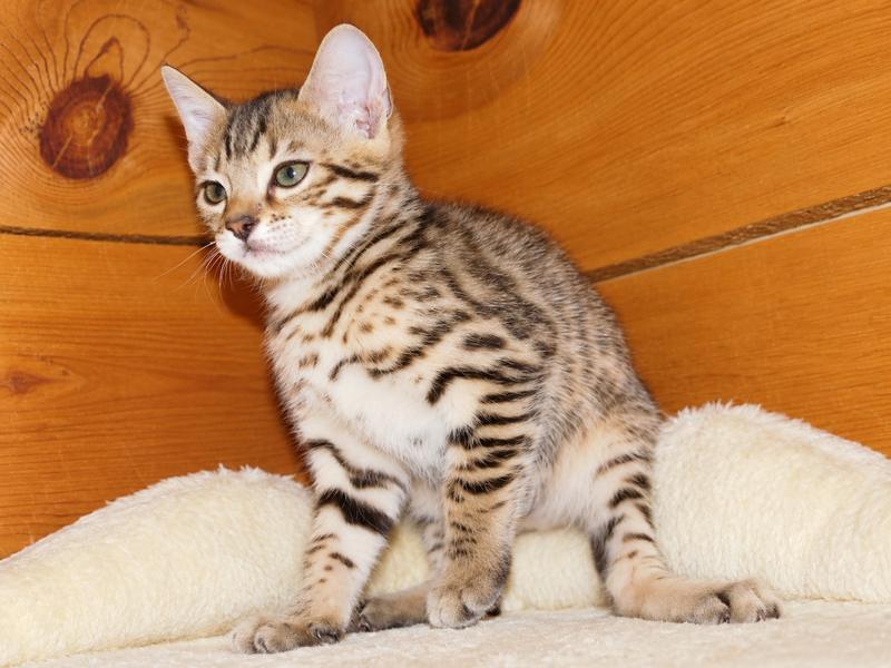 Gold Cheetoh kitten on a cat tree