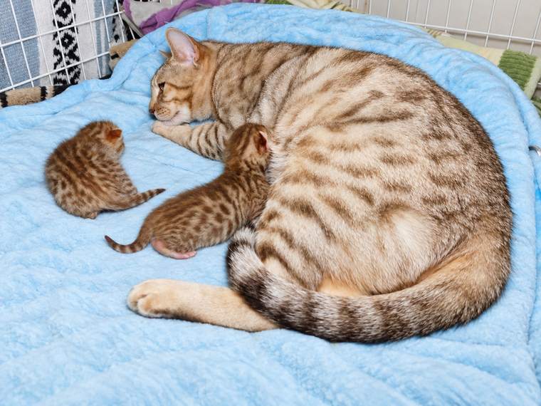 Melody with her kittens