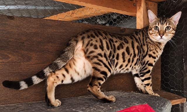 Mountain Warrior, a brown spotted king