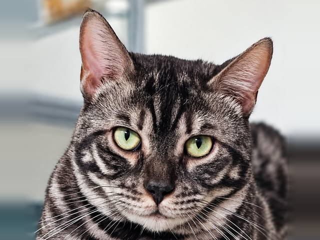 Onyx, a clouded silver charcoal Bengal king