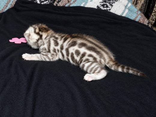 Silver Cheetoh boy, pink flower