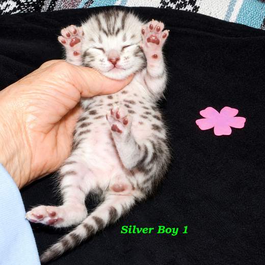 Silver Cheetoh boy, pink flower