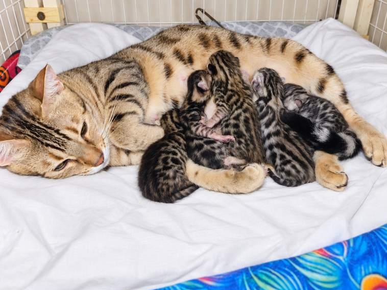 Delilah nursing her September litter