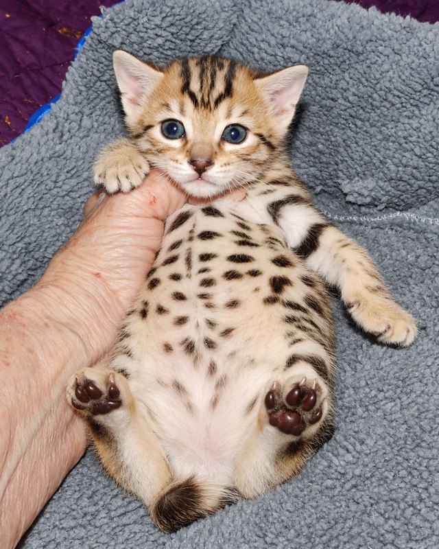 Gold Cheetoh girl from Delilah and Onyx
