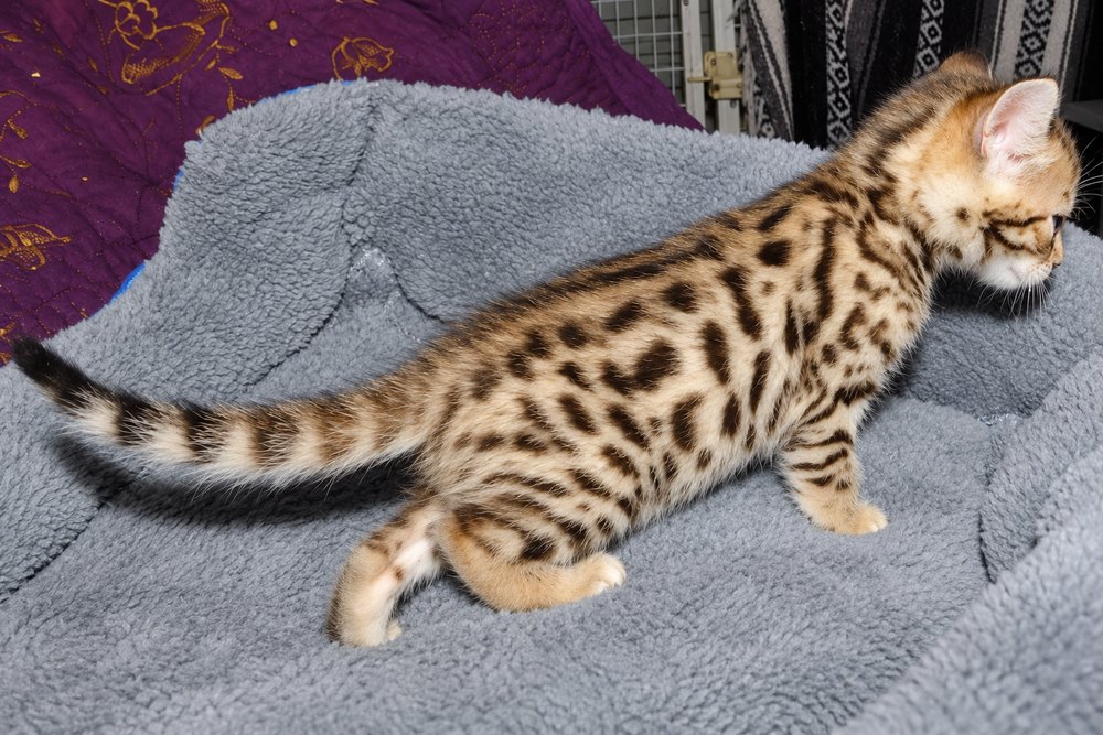 Gold Cheetoh girl from Delilah and Onyx, side view