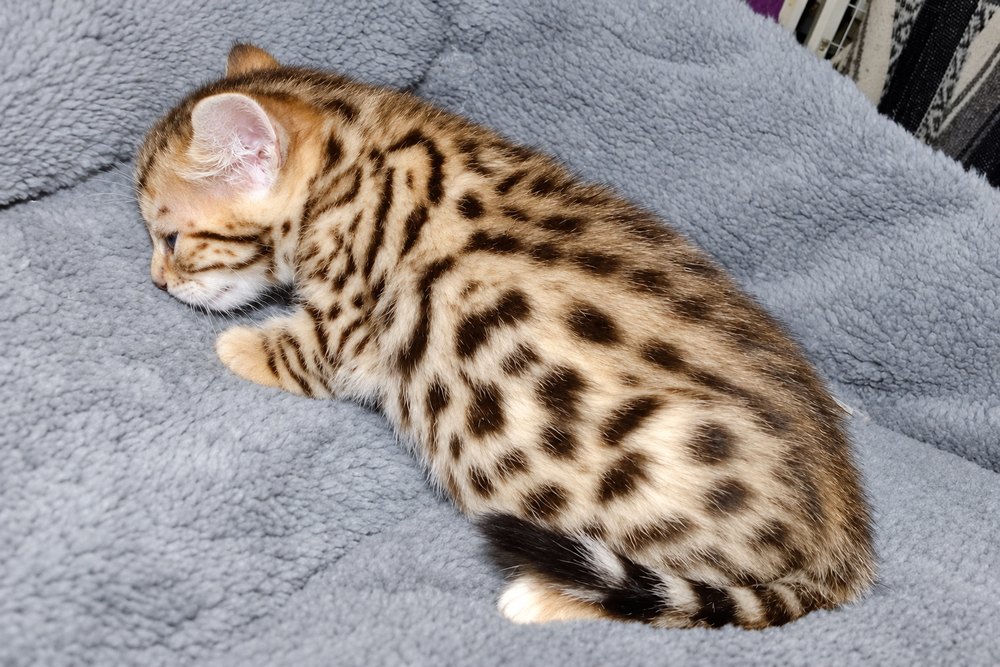 Gold Cheetoh girl from Delilah and Onyx, coat pattern