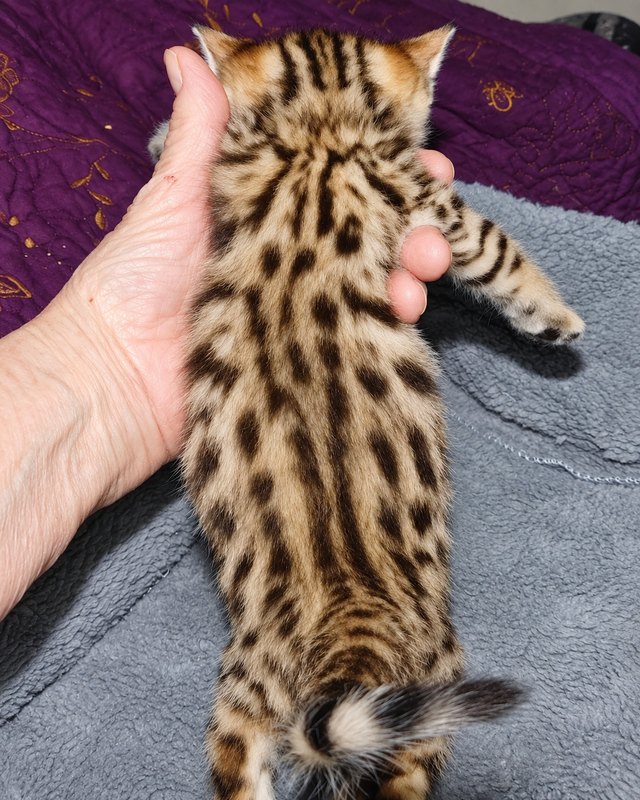 Gold Cheetoh girl from Delilah and Onyx, back view