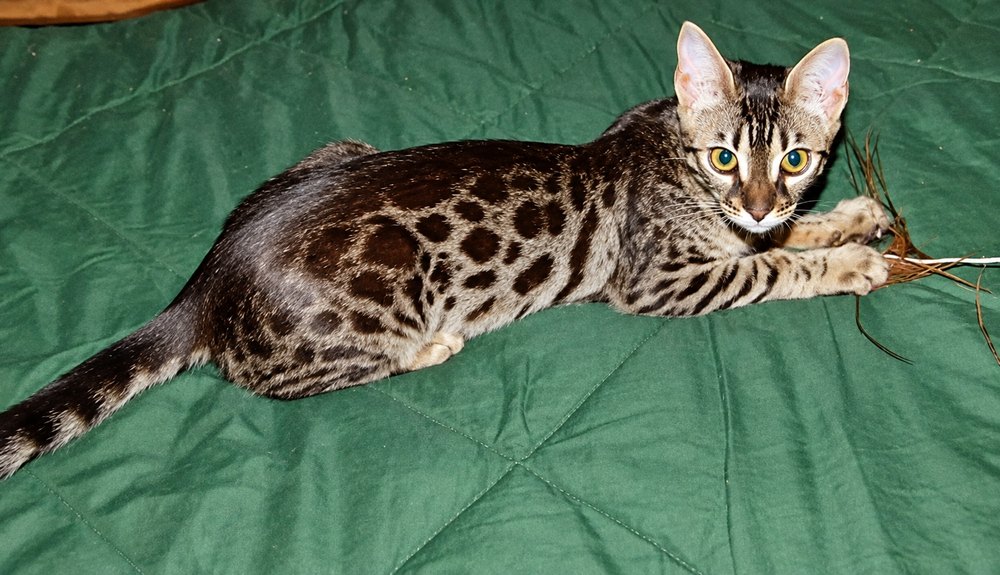 Juliet, mother of the litter