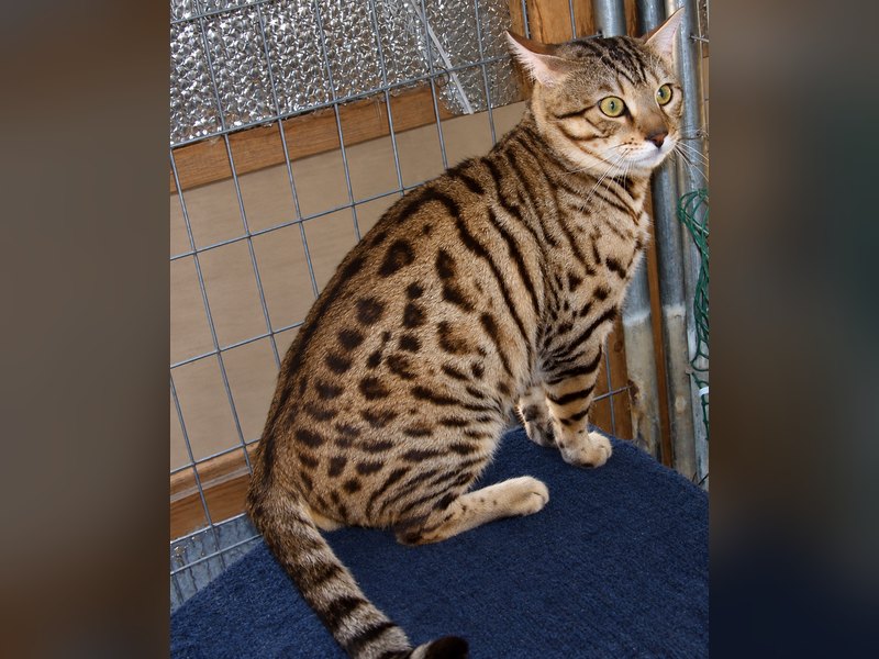 Mattis, a brown spotted king