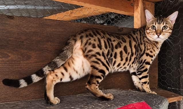 Mountain Warrior, a brown spotted king