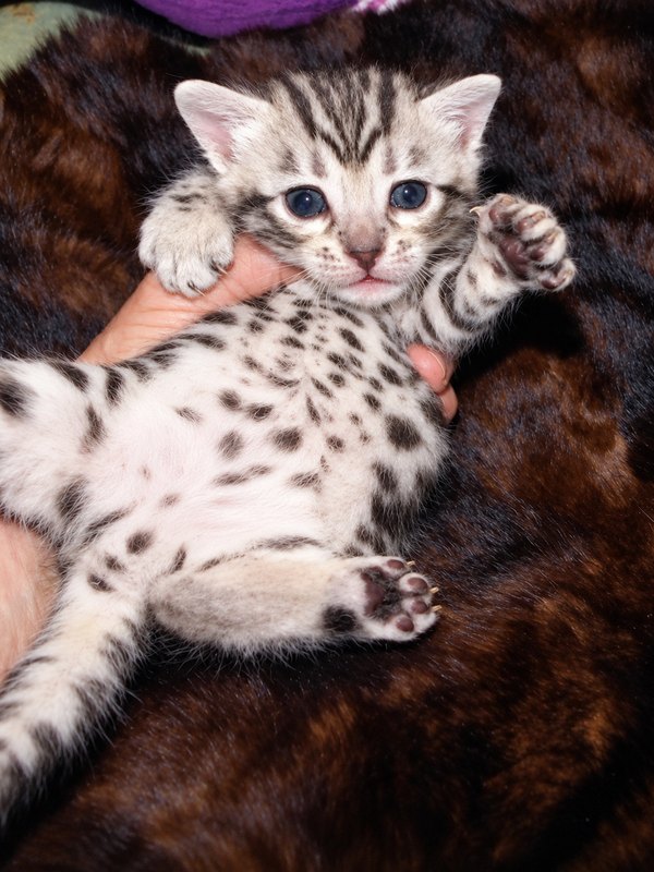 Silver Cheetoh boy 1 from Delilah and Onyx