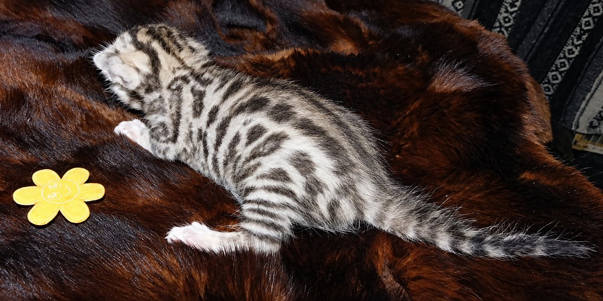 Silver Cheetoh boy 1 from Delilah and Onyx, side view