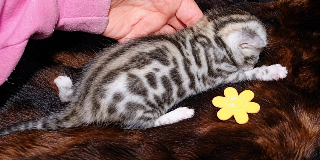 Silver Boy 1, Cheetoh kitten from Delilah and Onyx