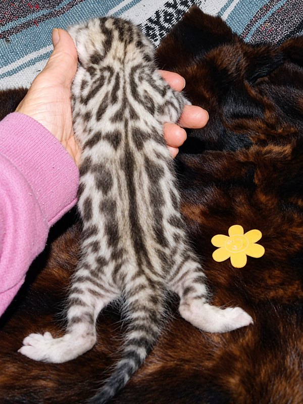Silver Cheetoh boy 1 from Delilah and Onyx, back view