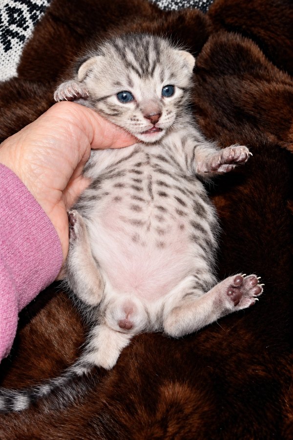 Silver Cheetoh boy 2 from Delilah and Onyx