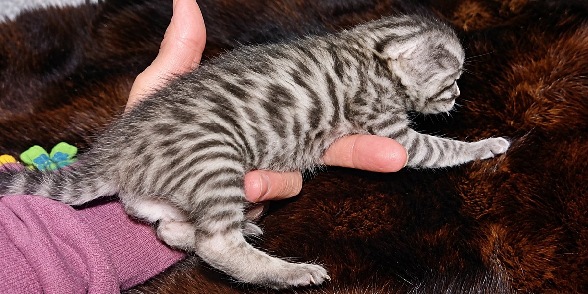 Silver Cheetoh boy 2 from Delilah and Onyx, side view