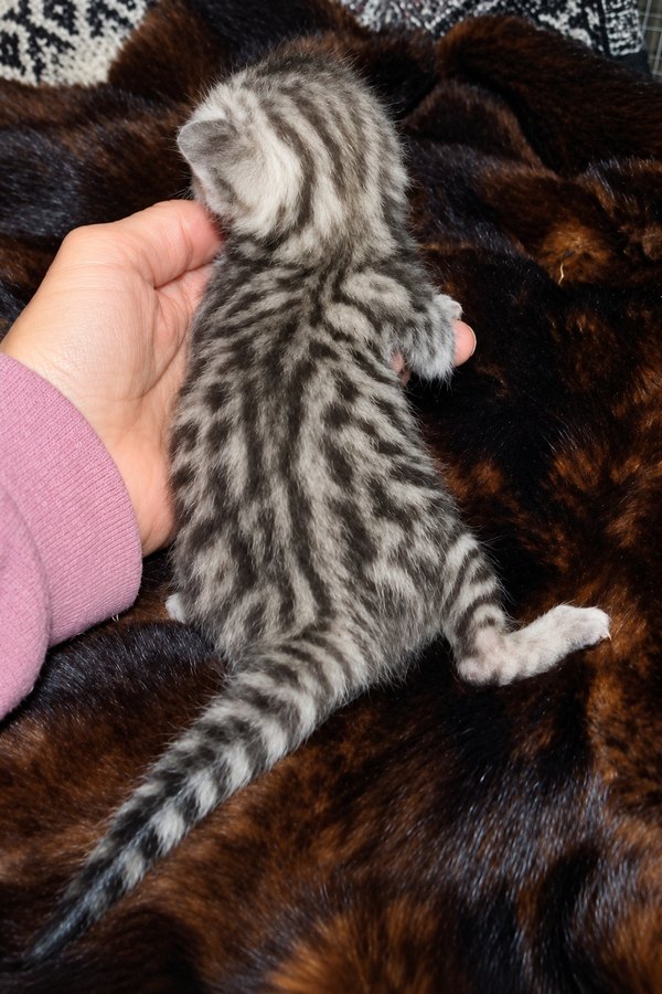 Silver Cheetoh boy 2 from Delilah and Onyx, back view