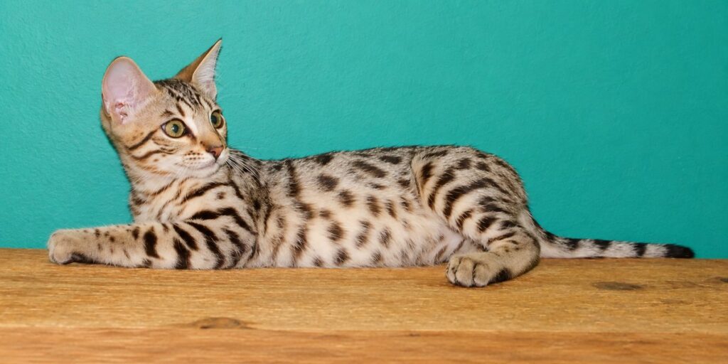 Silver Girl, Cheetoh kitten from Juliet and Mattis